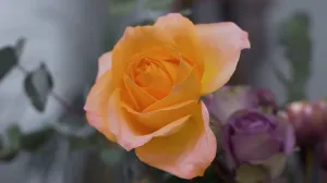 Botanical Bundle Dyeing Workshop - Vimeo Link
