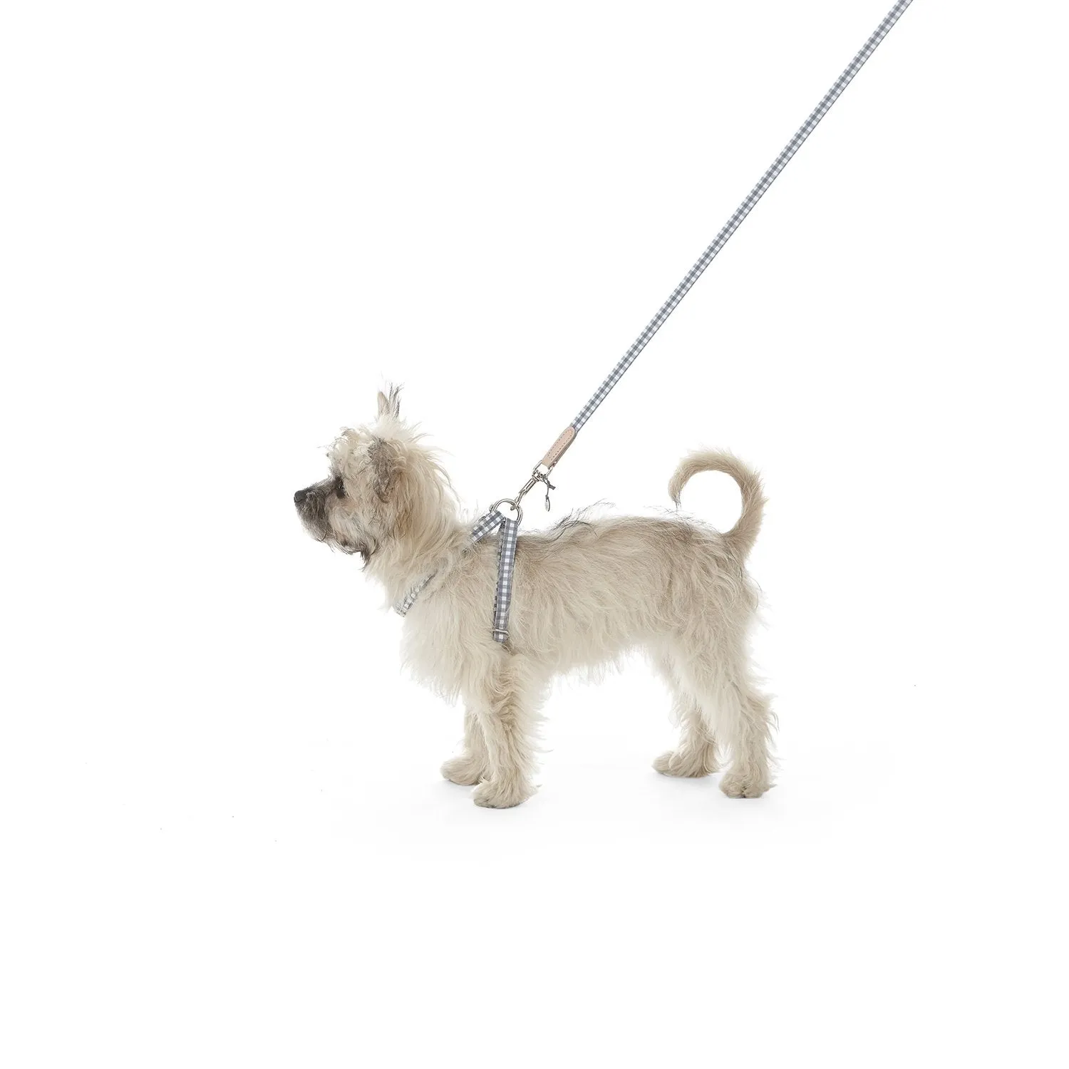 Clara Check Dog Lead