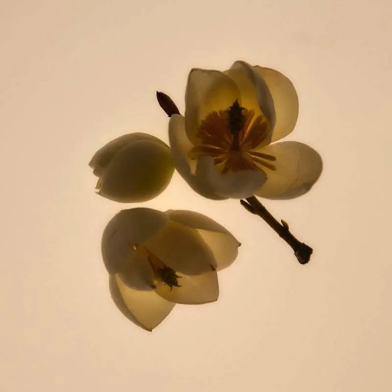 Green Cedar Natural Perfume | Abel