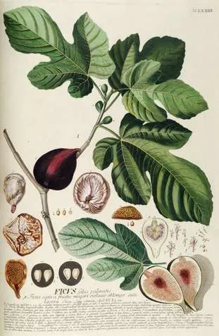 PASSIONFLOWER | Perfume of Perfume | collected treasures through creating (Millefleur #3)