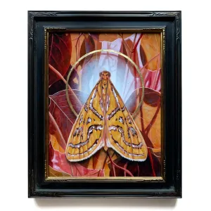 "Gossamer" Magdalena Moth Painting 11x14