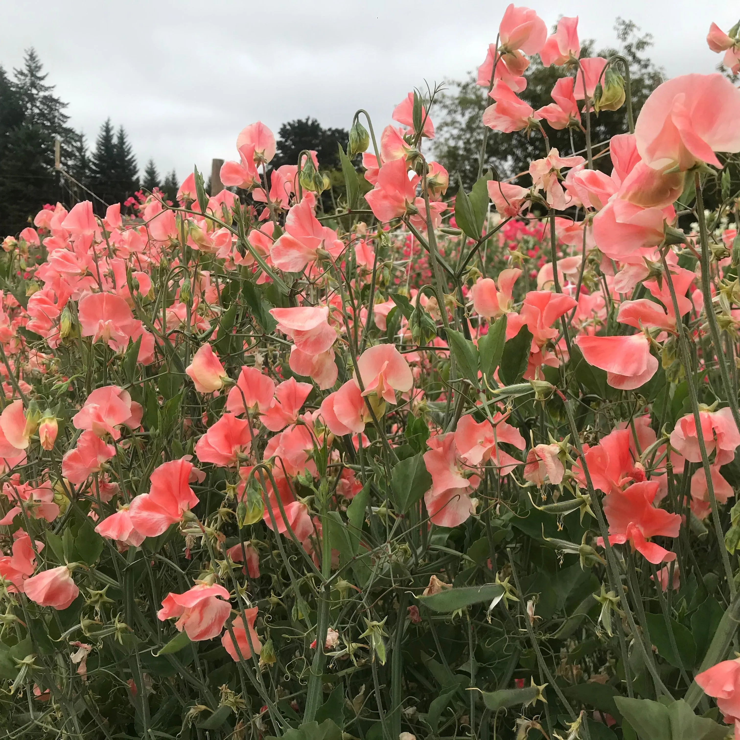 Sweet Pea Apricot Queen