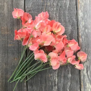 Sweet Pea Apricot Queen