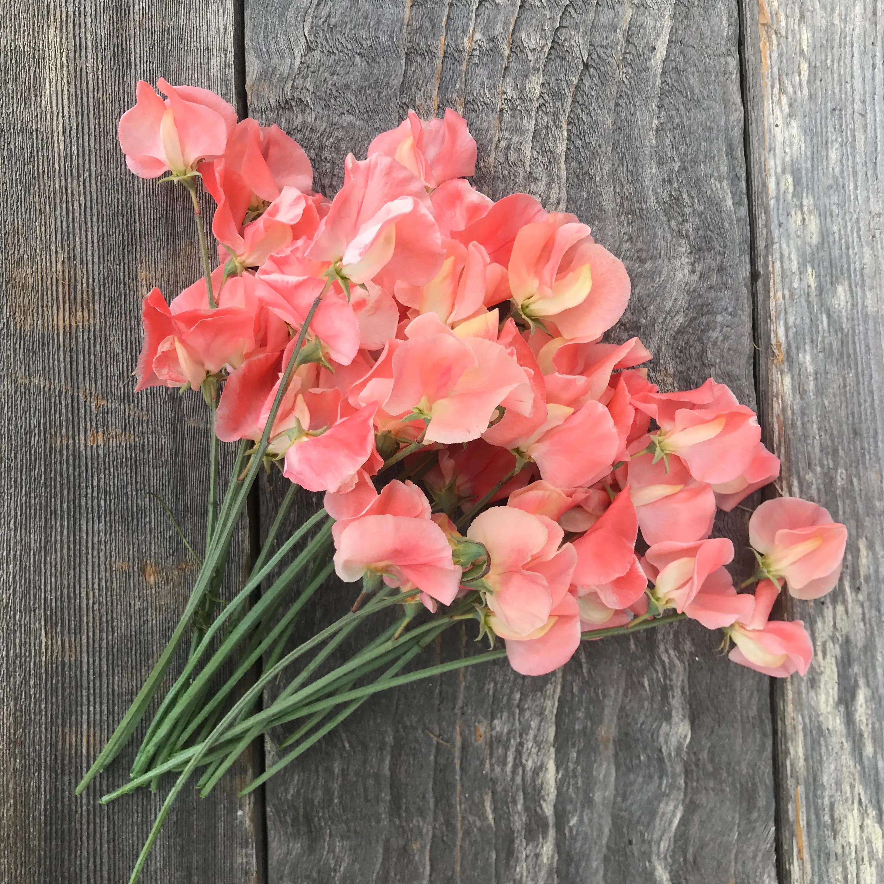 Sweet Pea Apricot Queen