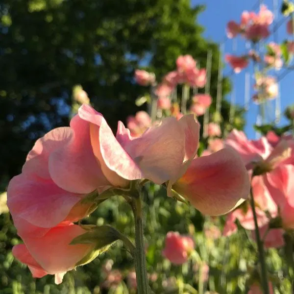 Sweet Pea Just Janet