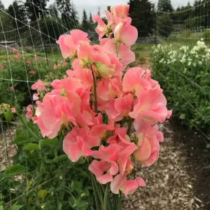 Sweet Pea Just Janet