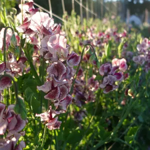Sweet Pea Wiltshire Ripple