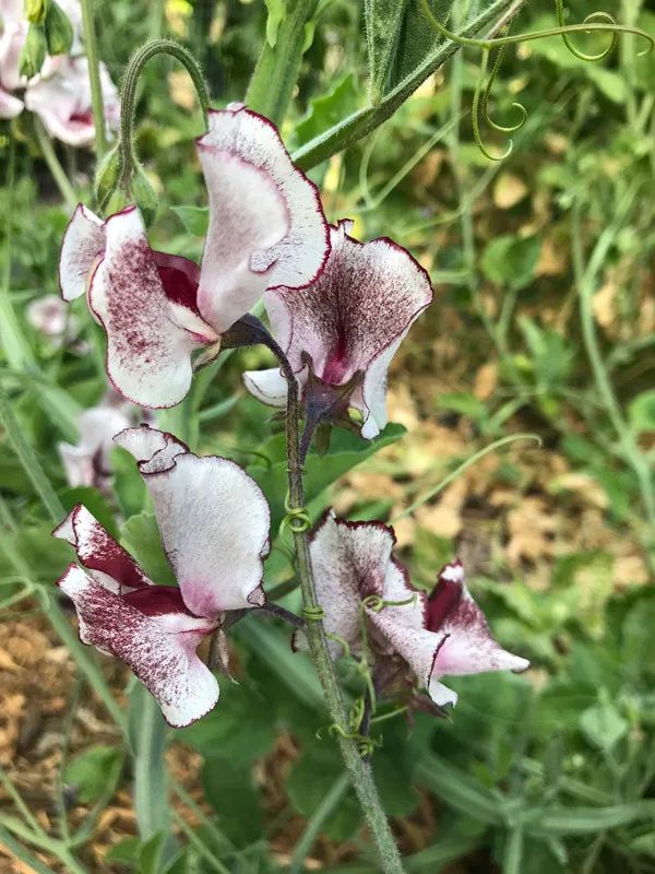 Sweet Pea Wiltshire Ripple