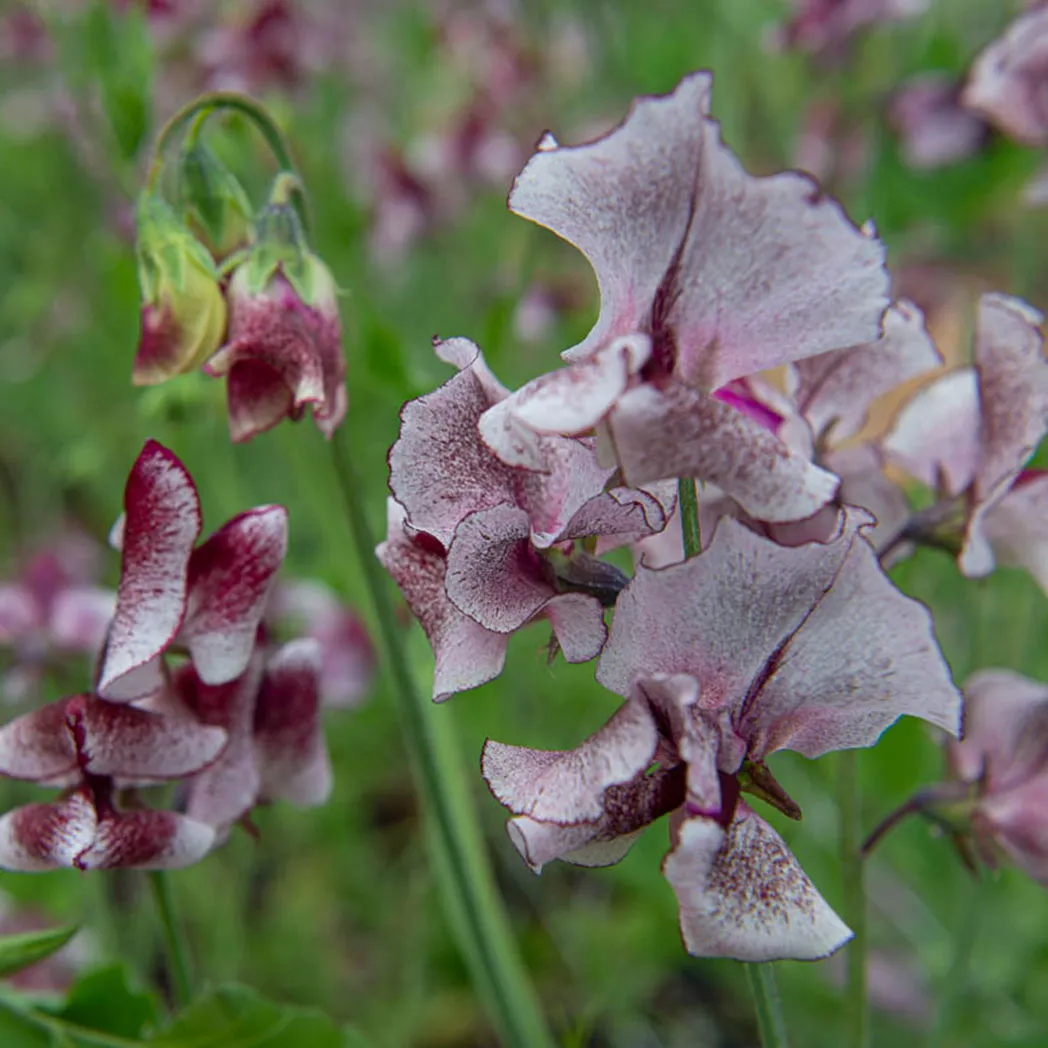Sweet Pea Wiltshire Ripple