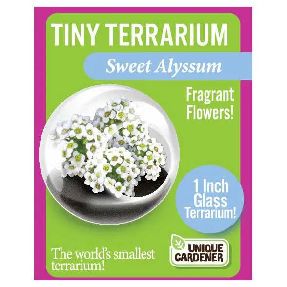 Tiny Terrarium Flowering Plants - Sweet Alyssum