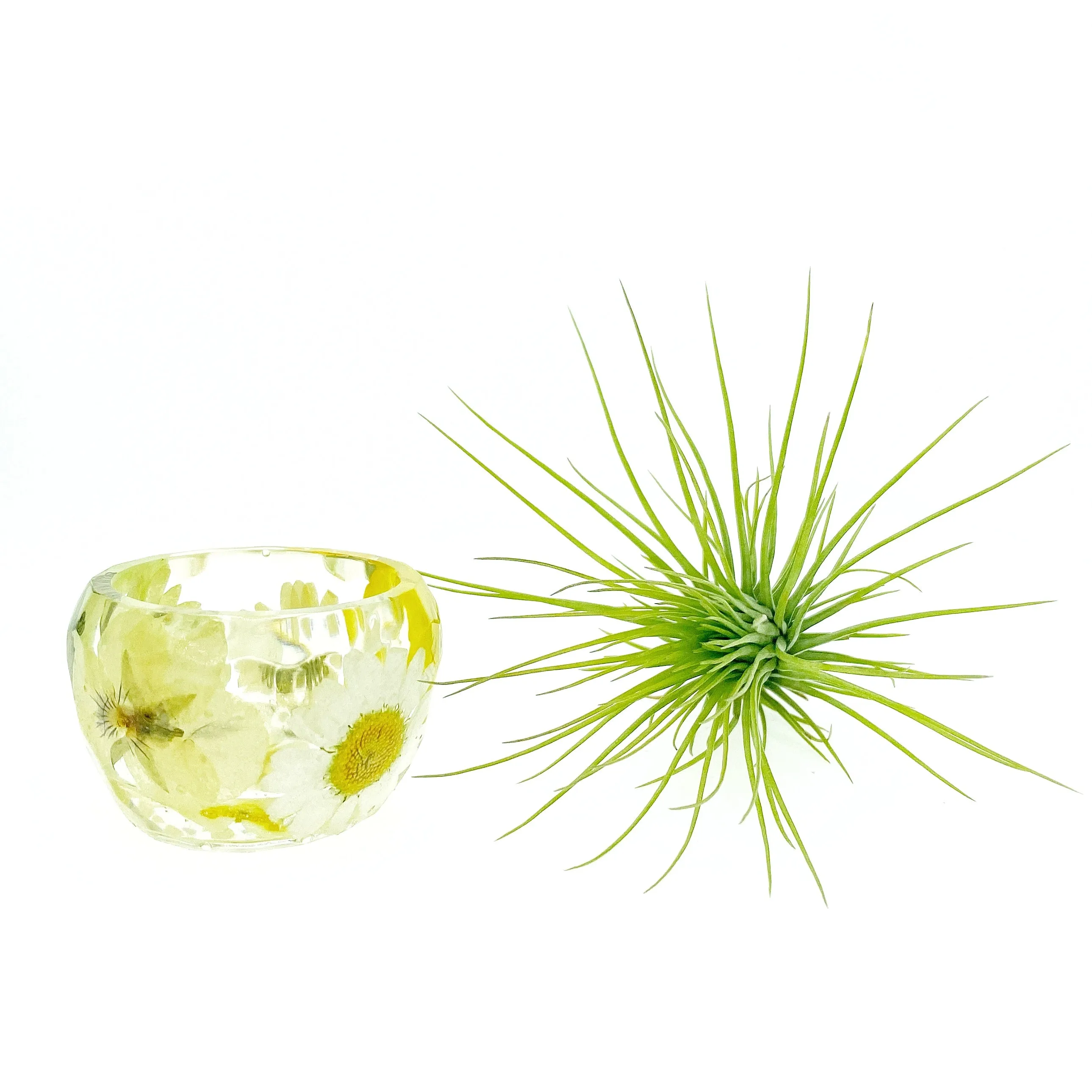 Yellow/White Wildflowers Holder   Air Plant